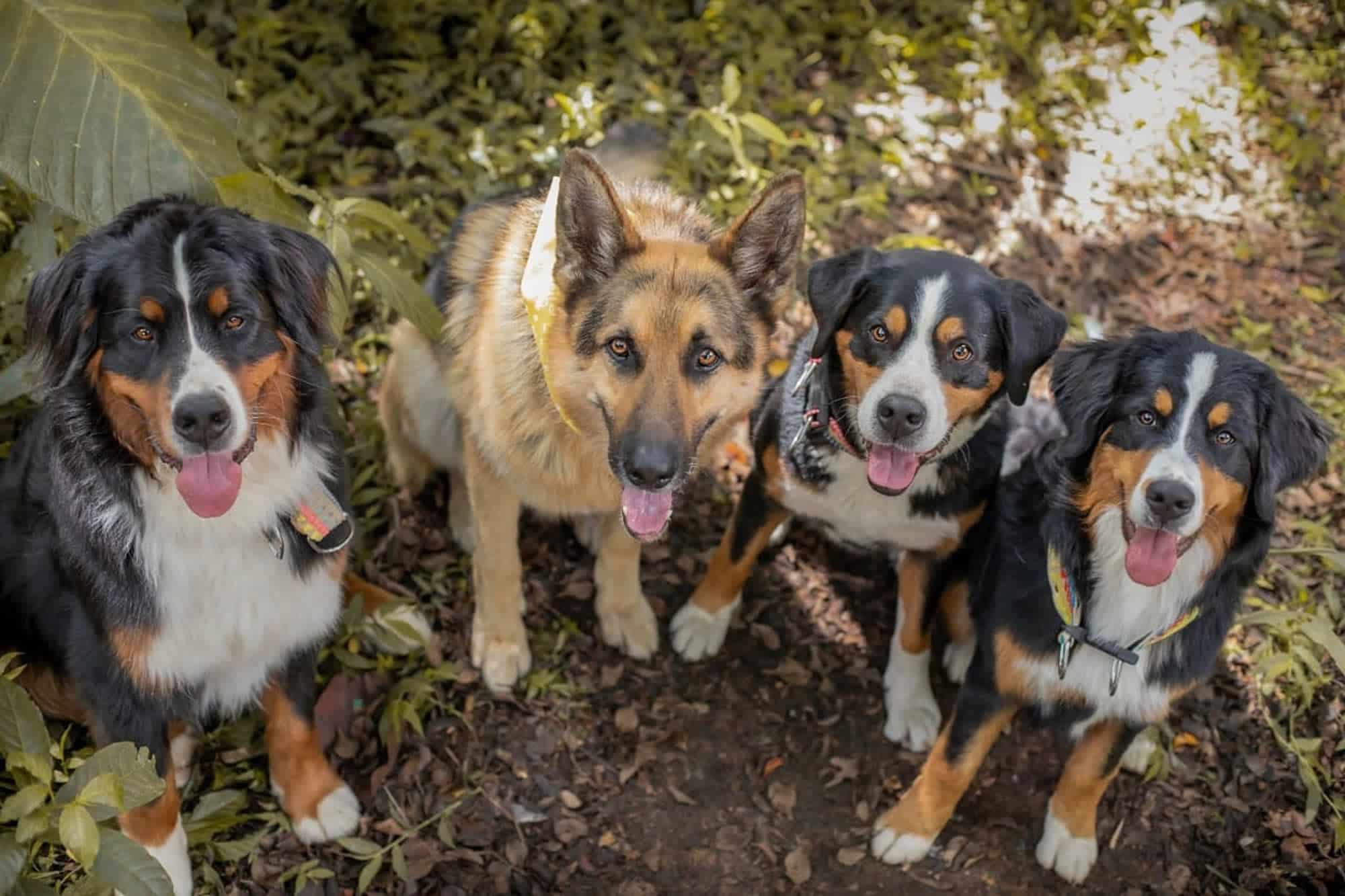 nuestros perros
