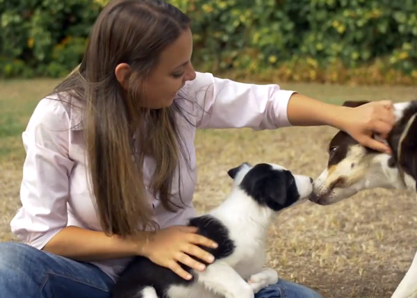 Tercer periodo de desarrollo del cachorro