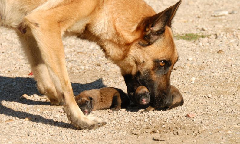 madre corrigiendo su cachorro en la comunicacion tactil del perro