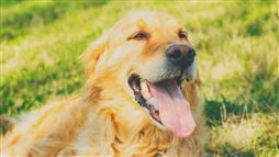 jadeo en perros en la comunicacion auditiva de perros