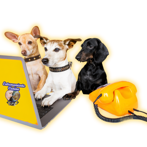 tres perros de diferentes razas mirando una pantalla de computador