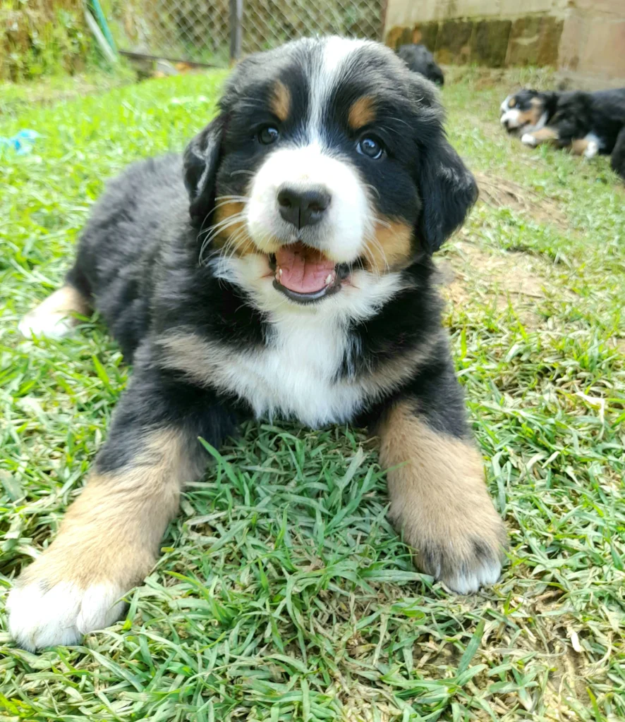 perro cachorro de raza bernes de la montana echado sobre un prado