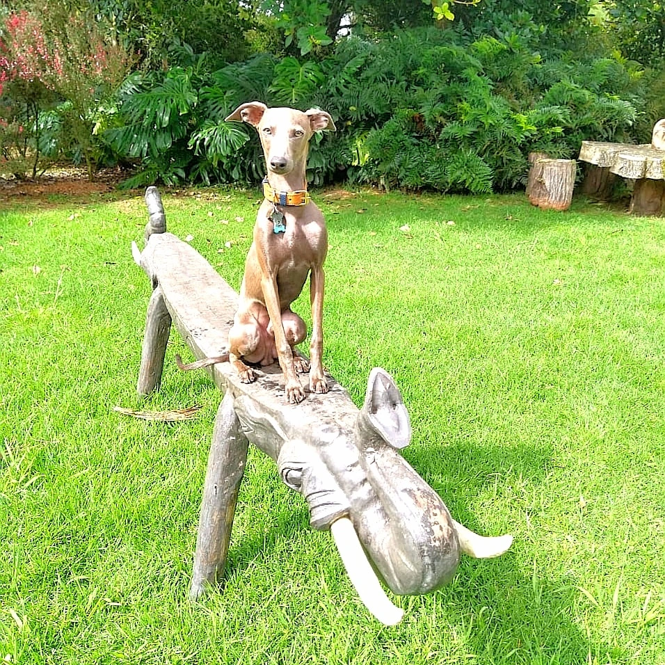 perro de raza galgo italiano sentado sobre un tronco de arbol
