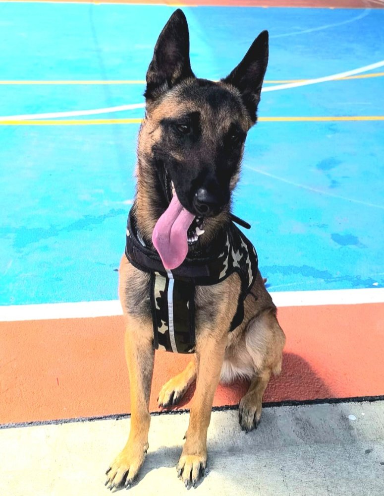 Perro pastor belga atento entrenado para busqueda y rescate K9